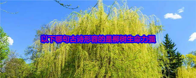 《支付宝》柳絮飘飘，风吹柳絮飞舞。